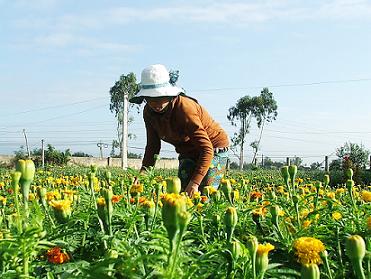 Nhiều HV Hội LHPN xã Phước Sơn trồng hoa cắm bình cho thu nhập cao