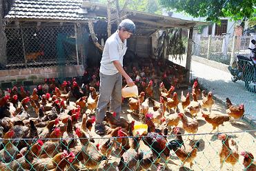Một hộ nông dân xã Phước Thắng được vay vốn từ Quỹ HTND để nuôi gà