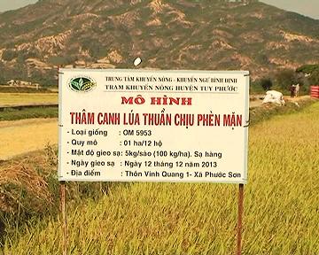 Mô hình thâm canh lúa thuần chịu phèn mặn tại thôn Vinh Quang 1, xã Phước Sơn