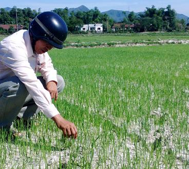 Cả trăm ha lúa Hè Thu của xã Phước Thành đối mặt với hạn hán nghiêm trọng