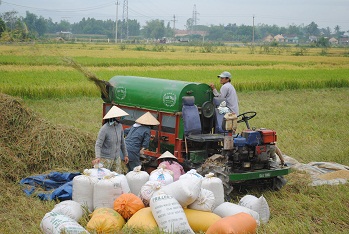 Nông dân đang thu hoạch lúa được mùa