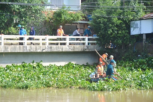 Vớt bèo khơi thông dòng chảy sông Cầu Bún