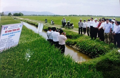 Cánh đồng mẫu lớn chuyên sản xuất lúa giống của HTX NN 1 Phước Sơn