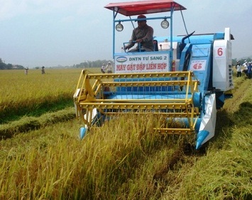 Máy gặt đập liên hợp trên cánh đồng huyện Tuy Phước