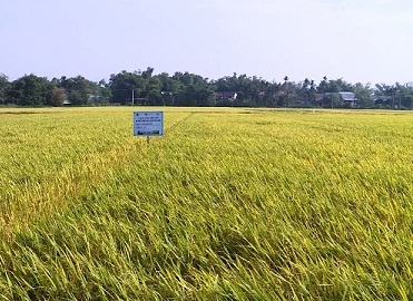 Cánh đồng lúa tại Tuy Phước 