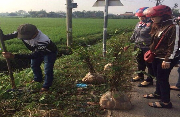 50 Đoàn viên, thanh niên xã Phước Hưng tham gia trồng cây xanh dọc tuyến đường liên xã