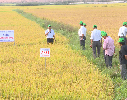 Hội thảo đầu bờ mô hình trình diễn sản xuất giống lúa mới tại xã Phước Nghĩa