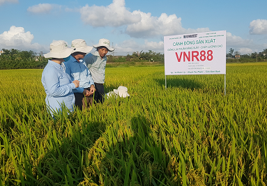 Tham quan mô hình sản xuất giống lúa VNR88 tại thôn Đại Tín, xã Phước Lộc