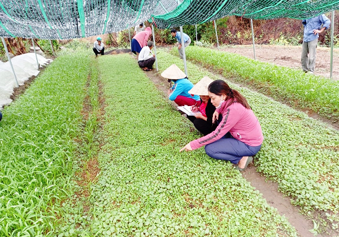 Các học viên tham gia thực hành đánh giá tại ruộng rau mô hình