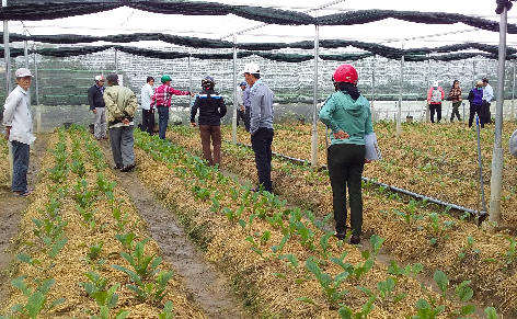 Các đại biểu tham quan mô hình trồng hoa đồng tiền trong nhà màng ở hộ của ông Nguyễn Công Hoàng, thôn Háo Lễ