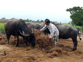 Anh Lê Minh Ánh CCB thôn Lộc Trung, xã Phước Sơn đang chăm sóc đàn trâu