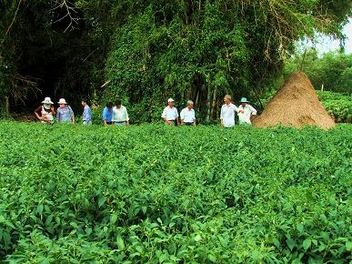 Hội LV tỉnh và huyện tham quan mô hình trồng ớt sừng ở xã Phước Hưng