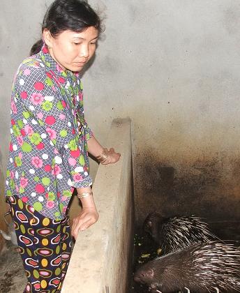 Chị Trần Thị Hồng Hoa đang chăm sóc nhím nuôi
