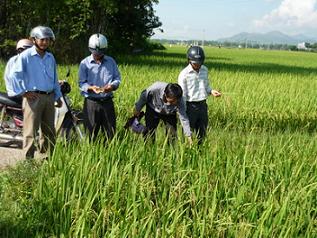 Nông dân tham quan mô hình Cùng nông dân ra đồng tại HTXNN Phước Quang (Tuy Phước). Ảnh: N. Hân