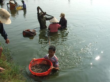 Thu hoạch tôm vùng ao hồ thôn Kim Đông, xã Phước Hòa (Tuy Phước)
