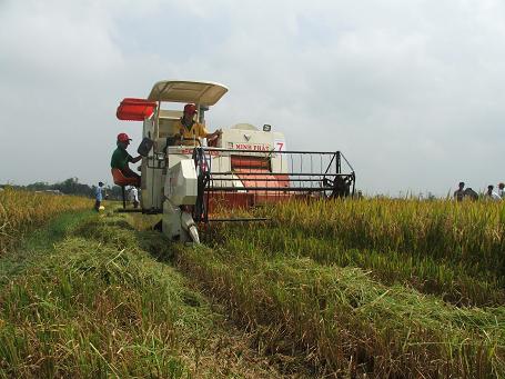 Nông dân Tuy Phước sử dụng cơ giới hóa vào thu hoạch lúa Đông Xuân