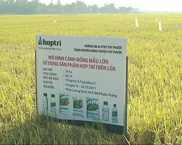 Mô hình cánh đồng mẫu lớn “sản xuất lúa bền vững sử dụng bộ sản phẩm Hợp Trí” trên cánh đồng HTXNN Phước Thắng vụ Đông xuân 2011-2012 