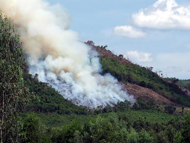 Phát đốt thực bì gây nguy cơ cháy rừng cao