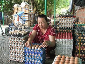 Bà Nguyễn Thị Kim Loan, Hội viên Hội Nông dân ở thôn Mỹ Trung chăn nuôi gà thu lãi 240 triệu đồng/năm