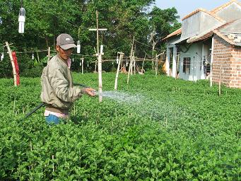 Nông dân SXKD giỏi Nguyễn Ngọc Tùng, thôn Bình Lâm, xã Phước Hòa, chăm hoa Tết