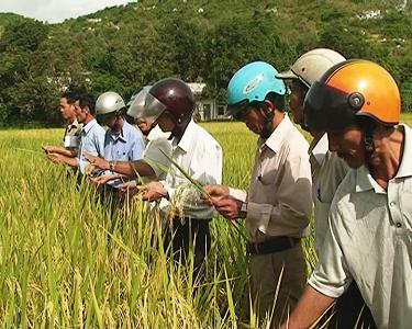 Các đại biểu tham quan mô hình sản xuất thử nghiệm giống lúa mới vụ thu năm 2013