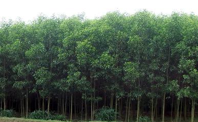 Rừng trồng theo Dự án WB3 phát triển xanh tốt