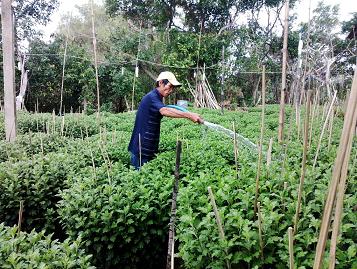 Ông Nguyễn Ngọc Tùng (55 tuổi) làng hoa Bình Lâm chăm sóc hoa sau lũ