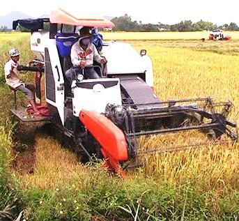 Thu hoạch lúa vụ Đông Xuân 2012-2013 bằng máy gặt đập liên hợp
