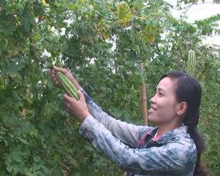 Nông dân xã Phước Nghĩa đang thu hoạch khổ qua sản xuất theo mô hình cây khổ qua an toàn