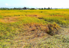 Rầy nâu, rầy lưng trắng gây cháy chòm lúa Đông Xuân 2021-2022 trên cánh đồng thôn Bình Lâm, xã Phước Hòa
