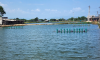 Một hồ nuôi trồng thủy sản ở xã Phước Thuận