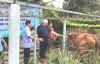 Ông Mr. John Havican, Chủ tịch Tổ chức kết nối Châu Á trao và ông Nguyễn Mỹ Quang, Chủ tịch Hội Bảo trợ NKT-BVQTE tỉnh  tặng bò cho gia đình bà Trần Thị Tuyết Mai ở thôn Đại Lễ