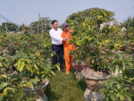 Ông Nguyễn Công Toàn, Chủ tịch Hội Nông dân xã Phước Hưng chia sẻ, hỗ trợ các hội viên trong tổ hội nghề nghiệp về kỹ thuật chăm sóc cây mai